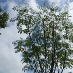 Perzische Slaapboom (Albizia Julibrissin 'Ombrella') 20 Perzische Slaapboom (Albizia Julibrissin 'Ombrella') -Tuin Puur Verkoop albizia julibrissin ombrella 5