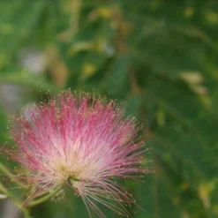 Perzische Slaapboom (Albizia Julibrissin 'Ombrella') 17 Perzische Slaapboom (Albizia Julibrissin 'Ombrella') -Tuin Puur Verkoop albizia julibrissin ombrella 7