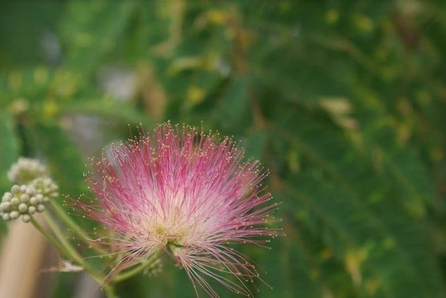 Perzische Slaapboom (Albizia Julibrissin 'Ombrella') 6 Perzische Slaapboom (Albizia Julibrissin 'Ombrella') - Afbeelding 4
