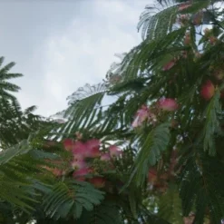 Perzische Slaapboom (Albizia Julibrissin 'Ombrella') 19 Perzische Slaapboom (Albizia Julibrissin 'Ombrella') -Tuin Puur Verkoop albizia ombrella 10