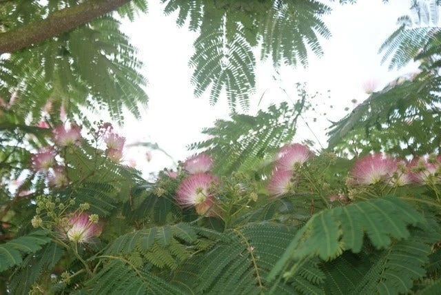 Perzische Slaapboom (Albizia Julibrissin 'Ombrella') 4 Perzische Slaapboom (Albizia Julibrissin 'Ombrella') - Afbeelding 2