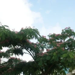 Perzische Slaapboom (Albizia Julibrissin 'Ombrella') 18 Perzische Slaapboom (Albizia Julibrissin 'Ombrella') -Tuin Puur Verkoop albizia ombrella 13