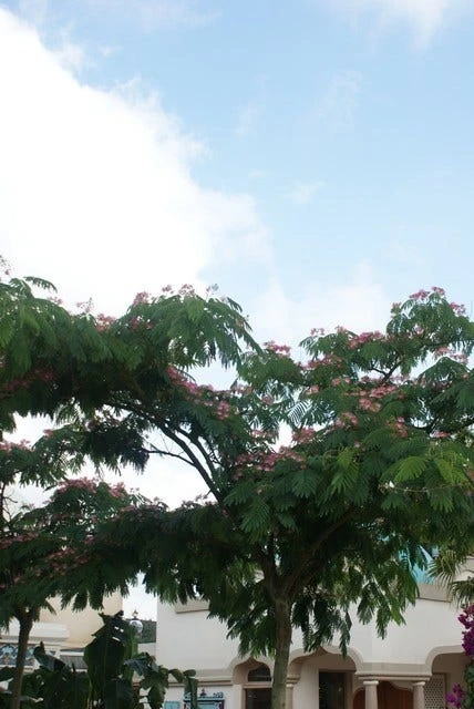 Perzische Slaapboom (Albizia Julibrissin 'Ombrella') 7 Perzische Slaapboom (Albizia Julibrissin 'Ombrella') - Afbeelding 5