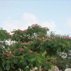 Perzische Slaapboom (Albizia Julibrissin 'Ombrella') 21 Perzische Slaapboom (Albizia Julibrissin 'Ombrella') -Tuin Puur Verkoop albizia ombrella 7