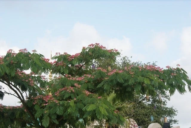 Perzische Slaapboom (Albizia Julibrissin 'Ombrella') 10 Perzische Slaapboom (Albizia Julibrissin 'Ombrella') - Afbeelding 8