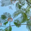 Perzische Slaapboom (Albizia Julibrissin 'Ombrella') -Tuin Puur Verkoop albiziabladenbloei01 lm