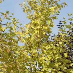 Goudels (Alnus Incana 'Aurea') 5 Goudels (Alnus Incana 'Aurea') -Tuin Puur Verkoop alnus incana aurea 01