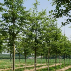 Krent Als Boom (Amelanchier Lamarckii) -Tuin Puur Verkoop amelanchier lamarckii s 18 20