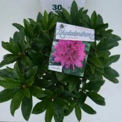 Rhododendron (Rhododendron 'Anah Kruschke') -Tuin Puur Verkoop annah kruschke c5 boven