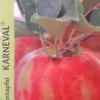 Appelboom (Malus Domestica 'Karneval') 1 Appelboom (Malus Domestica 'Karneval') -Tuin Puur Verkoop appel 2