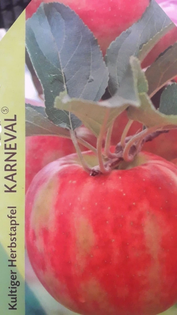 Appelboom (Malus Domestica 'Karneval') 3 Appelboom (Malus Domestica 'Karneval')