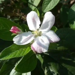 Lei-Appel (Malus Domestica 'Elstar') 11 Lei-Appel (Malus Domestica 'Elstar') -Tuin Puur Verkoop appelbloesemelstar01 2