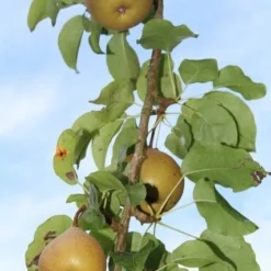 Appelboom (Malus Domestica ) -Tuin Puur Verkoop appelboom