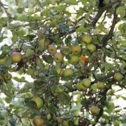 Appelboom (Malus Domestica ) -Tuin Puur Verkoop appelboom 1