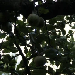 Appelboom (Malus Domestica ) -Tuin Puur Verkoop appelboom 2