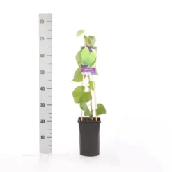 Duitse Pijp (Aristolochia Macropylla) -Tuin Puur Verkoop aristolochia durior macrophylla