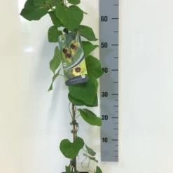 Duitse Pijp (Aristolochia Macropylla) -Tuin Puur Verkoop aristolochia macrophylla 80 100 c2