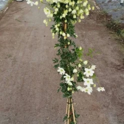 Groenblijvende Clematis (Clematis 'Avalanche') 7 Groenblijvende Clematis (Clematis 'Avalanche') -Tuin Puur Verkoop avalanche r 180cm