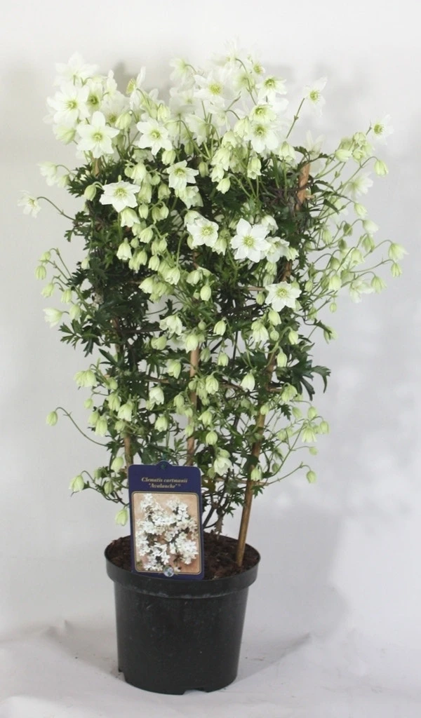Groenblijvende Clematis (Clematis 'Avalanche') 3 Groenblijvende Clematis (Clematis 'Avalanche')