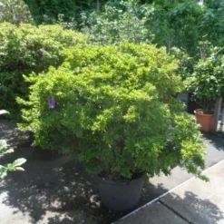 Japanse Azalea (Rhododendron 'Madame Van Hecke') 17 Japanse Azalea (Rhododendron 'Madame Van Hecke') -Tuin Puur Verkoop azalea japonica 125 150 c70