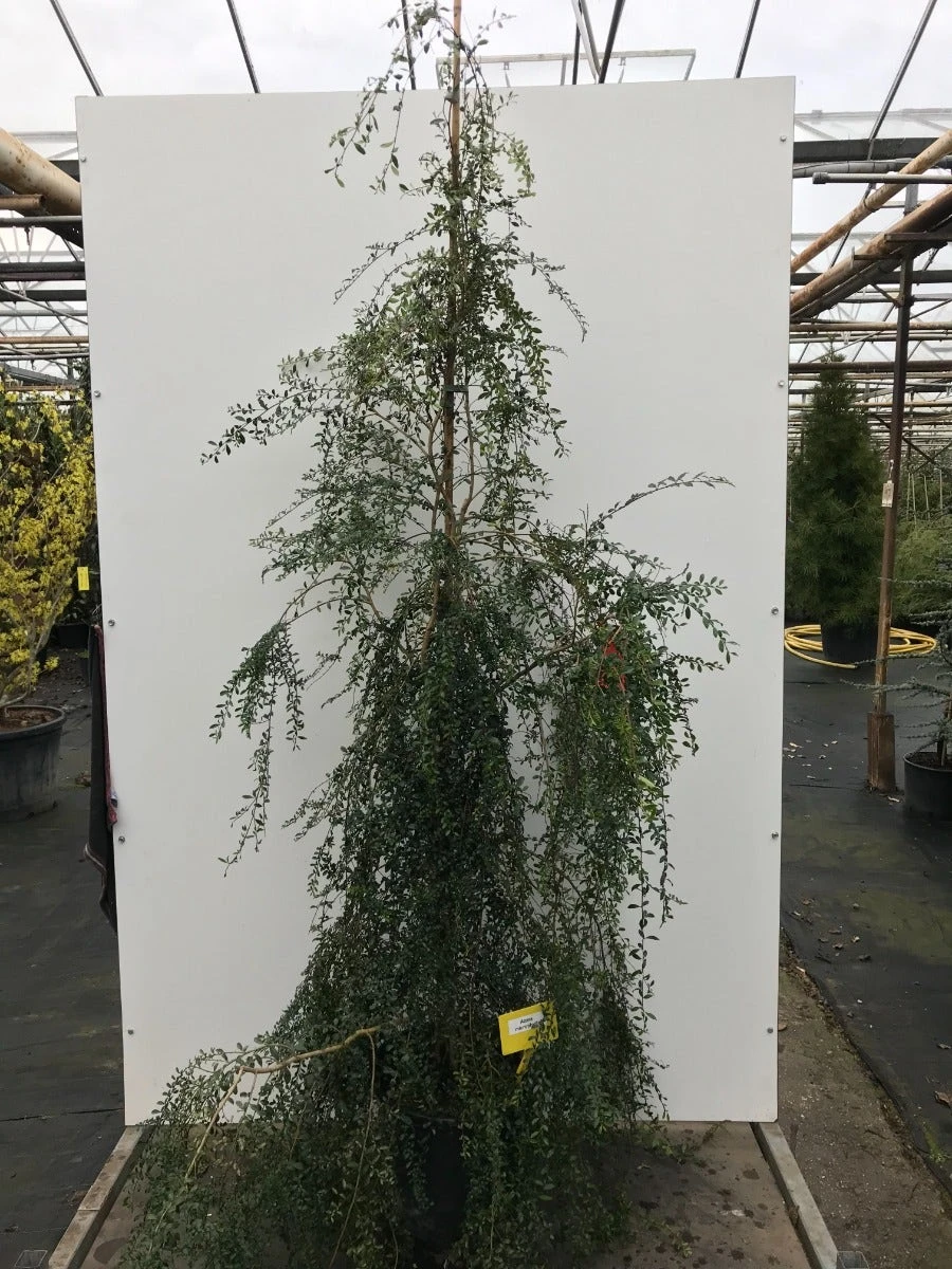 Azara (Azara Microphylla) 4 Azara (Azara Microphylla) - Afbeelding 2