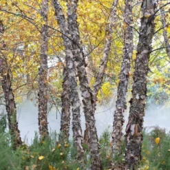 Zwarte Berk (Betula Nigra) 7 Zwarte Berk (Betula Nigra) -Tuin Puur Verkoop betula nigra01