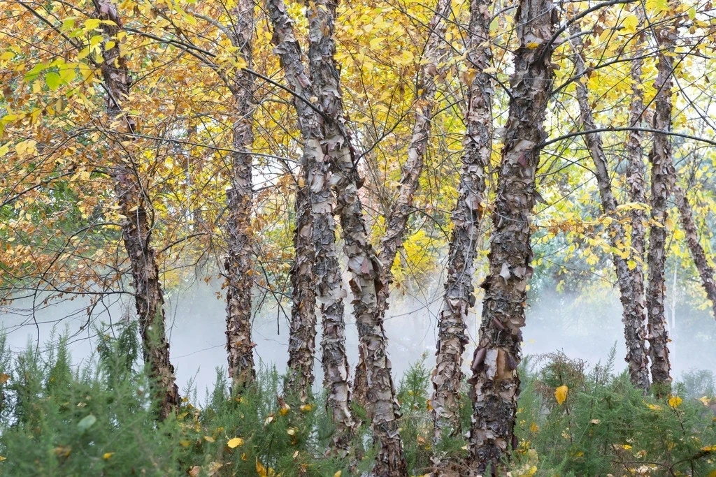 Zwarte Berk (Betula Nigra) 5 Zwarte Berk (Betula Nigra) - Afbeelding 3