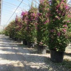 Bougainvillea Als Struik (Bougainvillea Glabra) 8 Bougainvillea Als Struik (Bougainvillea Glabra) -Tuin Puur Verkoop bougainvillea glabra 3