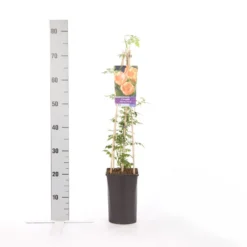 Trompetbloem (Campsis Radicans 'Flava') -Tuin Puur Verkoop campsis radicans flava