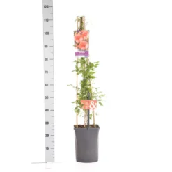 Trompetbloem (Campsis Tagliabuana 'Mme Galen') 13 Trompetbloem (Campsis Tagliabuana 'Mme Galen') -Tuin Puur Verkoop campsis t. madame galen 1.00 1.25