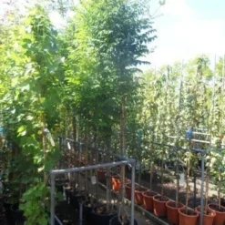 Trompetbloem (Campsis Tagliabuana 'Mme Galen') 17 Trompetbloem (Campsis Tagliabuana 'Mme Galen') -Tuin Puur Verkoop campsis tagliabuana madame galen 200 250 c20 2