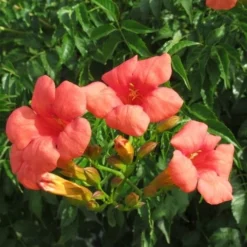 Trompetbloem (Campsis Tagliabuana 'Mme Galen') 19 Trompetbloem (Campsis Tagliabuana 'Mme Galen') -Tuin Puur Verkoop campsis tagliabuana mme galen