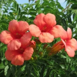 Trompetbloem (Campsis Tagliabuana 'Mme Galen') 18 Trompetbloem (Campsis Tagliabuana 'Mme Galen') -Tuin Puur Verkoop campsis tagliabuana mme galen 2