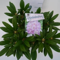 Dwergrhododendron (Rhododendron 'Caroline Allbrook') -Tuin Puur Verkoop car. allbrook c4 boven