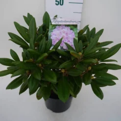 Dwergrhododendron (Rhododendron 'Caroline Allbrook') -Tuin Puur Verkoop car. allbrook c4 zij