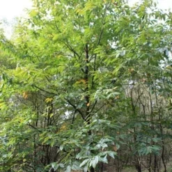 Tamme Kastanje (Castanea Sativa) -Tuin Puur Verkoop castanea sativa tamme kastanje 1