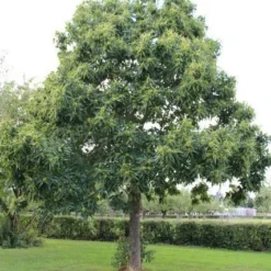 Tamme Kastanje (Castanea Sativa) -Tuin Puur Verkoop castanea sativa tamme kastanje 2