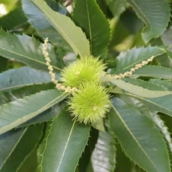 Tamme Kastanje (Castanea Sativa) -Tuin Puur Verkoop castanea sativa tamme kastanje 4