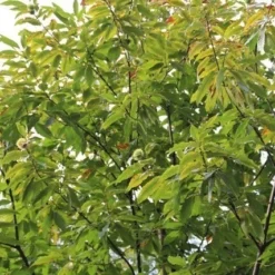Tamme Kastanje (Castanea Sativa) -Tuin Puur Verkoop castanea sativa tamme kastanje 5