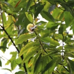 Tamme Kastanje (Castanea Sativa) -Tuin Puur Verkoop castanea sativa tamme kastanje 6