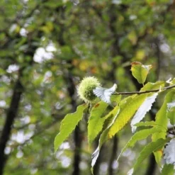 Tamme Kastanje (Castanea Sativa) -Tuin Puur Verkoop castanea sativa tamme kastanje 7