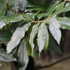 Tamme Kastanje (Castanea Sativa) -Tuin Puur Verkoop castanea sativa tamme kastanje 8