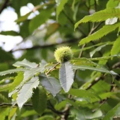 Tamme Kastanje (Castanea Sativa) -Tuin Puur Verkoop castanea sativa tamme kastanje 9