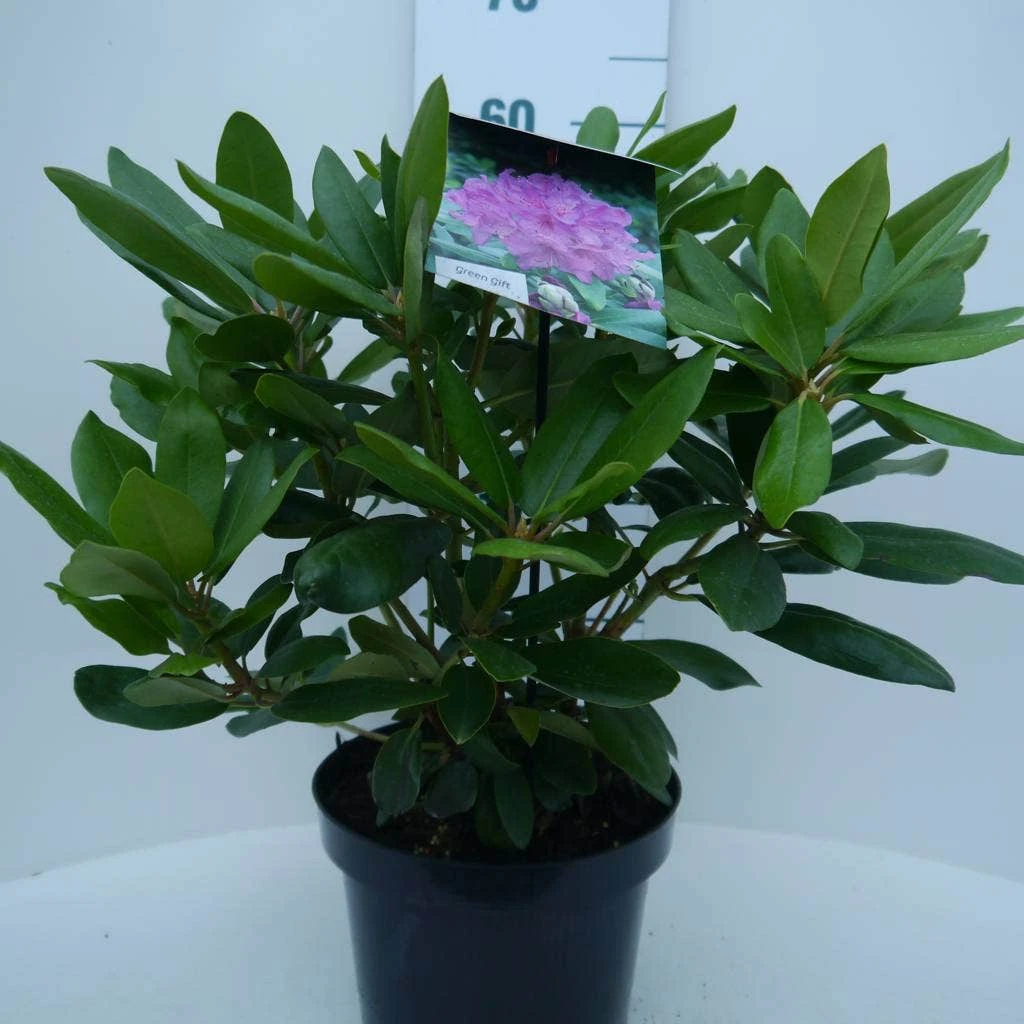 Rhododendron (Rhododendron Catawbiense 'Boursault') 9 Rhododendron (Rhododendron Catawbiense 'Boursault') - Afbeelding 7