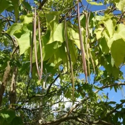 Trompetboom (Catalpa Bignonioides) 8 Trompetboom (Catalpa Bignonioides) -Tuin Puur Verkoop catalpa 1 1