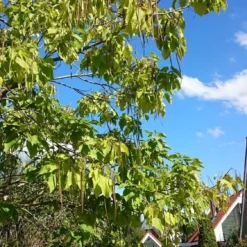Trompetboom (Catalpa Bignonioides) 9 Trompetboom (Catalpa Bignonioides) -Tuin Puur Verkoop catalpa 2 1