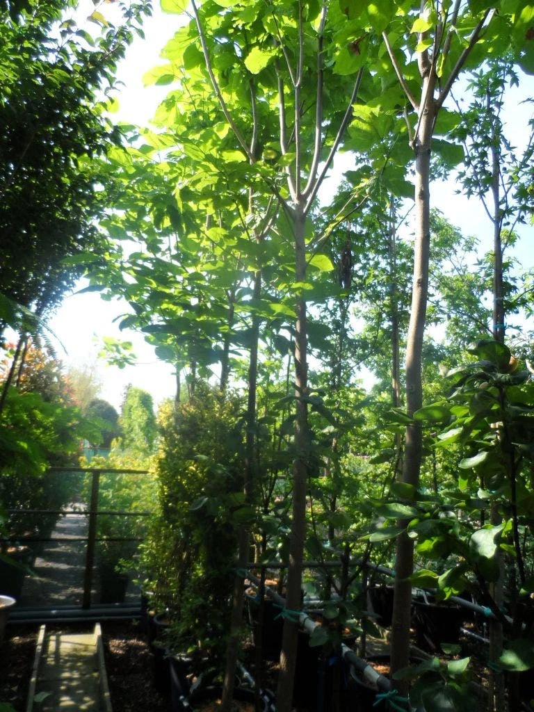 Trompetboom (Catalpa Bignonioides) 4 Trompetboom (Catalpa Bignonioides) - Afbeelding 2