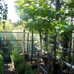 Gele Trompetboom (Catalpa Bignonioides 'Aurea') -Tuin Puur Verkoop catalpa bignonioides aurea 120stam c35