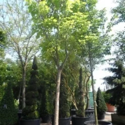 Gele Trompetboom (Catalpa Bignonioides 'Aurea') -Tuin Puur Verkoop catalpa bignonioides aurea 35 40ho c350 1