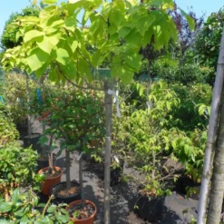 Gele Trompetboom (Catalpa Bignonioides 'Aurea') -Tuin Puur Verkoop catalpa bignonioides aurea halfstam c20